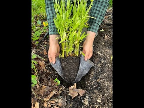 How to Plant Fabric Root-Prune Pouches
