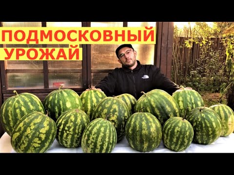 Вырастить арбузы под Москвой-посадил и забыл