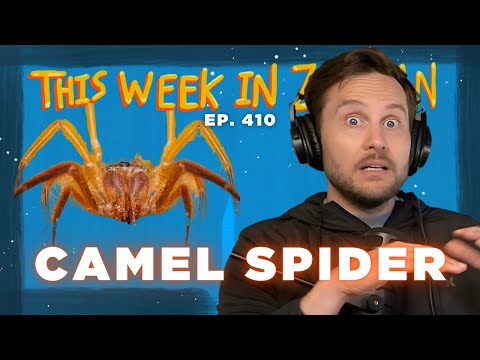 Attacked By A Camel Spider | This Week In Zoltan Ep. 410