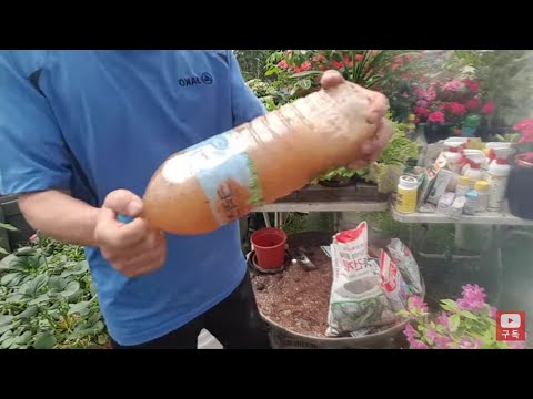 영양제 100원이면 화초 채소 야채 잘 키울수 있어요