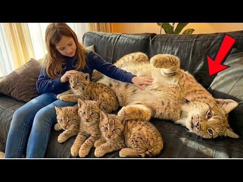I Rescued a Lynx… Months Later She Came Back With Her Kittens (part 2)
