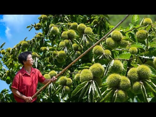 打落一地板栗刺球,做超像板栗的碱水栗子包,五谷板栗包是金秋美味|Chinese chestnut【闽湖阿嬤Fujian Grandma】