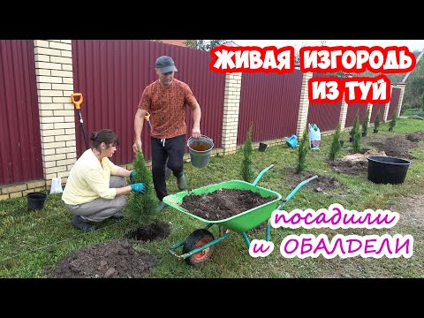 Украшаем территорию ЗА ЗАБОРОМ. Сажаем живую изгородь из туй!