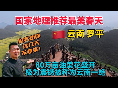 去雲南羅平看國家地理推薦的最美春天,80萬畝油菜花盛開極為震撼,被稱為雲南一絕!