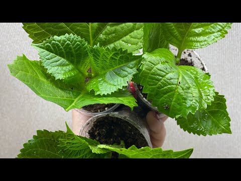Hydrangea cuttings from A to Z
