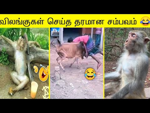 2025 புத்தம் புது விலங்குகள் செய்த காமெடி சம்பவம் 🤣😂