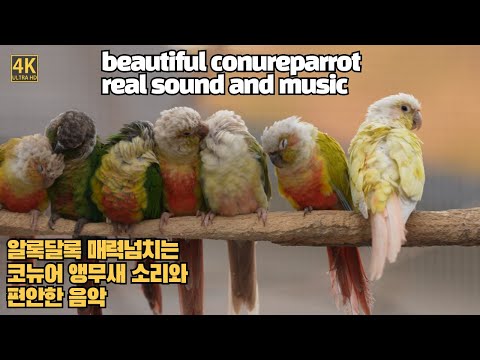 코뉴어앵무새 소리와 음악 colorful greencheek conure sound #4k #parrot #birds #70200gm2 #parrotmating