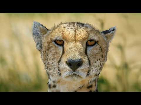 The Breath of the Cheetah