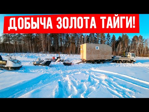 Золото Тайги. Охота на смолу лиственницы! Добыча серы!