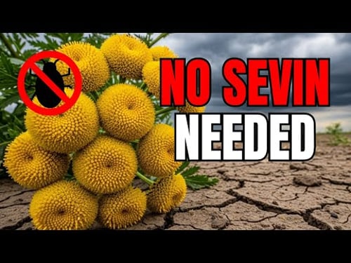 This Plant Was Used to Control Pests and Improve Soil — Why Was It Banned?