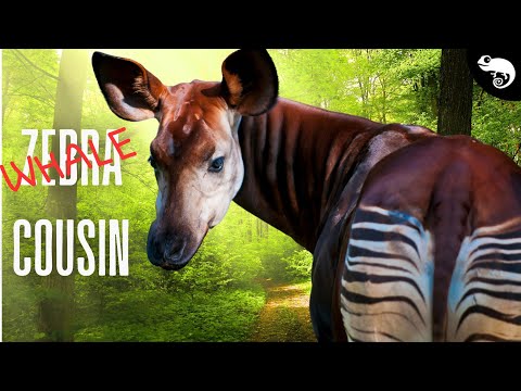 These Are The Closest Relatives of Whales!