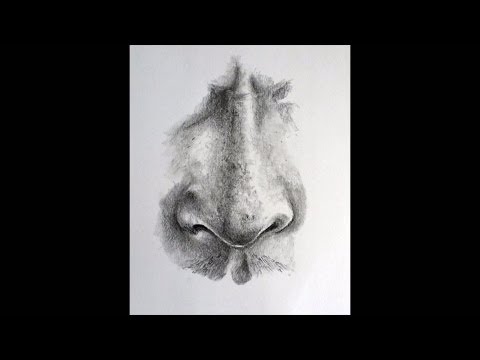 How to Draw a Realistic Nose