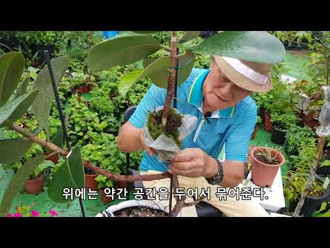 When to do air layering - why, when, and how: pruning apple trees and rubber trees - Gardening Love