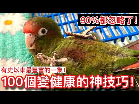 鸚鵡變健康的100個神技巧|90%鸚鵡奴都忽略了!【鸚鵡小木屋】