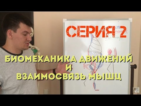 Вторая серия. Биомеханика движений и связь мышц.