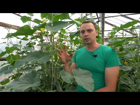 Вирощування огірків від насінини до збору врожаю