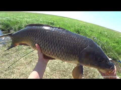 Вернулся на этот ручеек. А тут такие кабаны. Рыбалка на паук подъёмник.