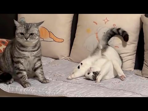 Cats Doing Weird Things