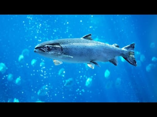 Chasing Salmon on the Tweed (Animal Documentary)