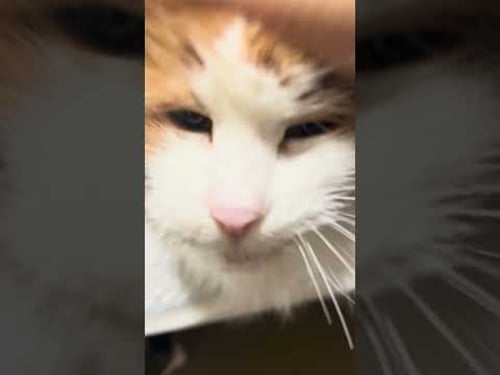 robot party #2 (Goodwill edition)