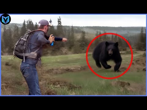 Scariest Bear Encounters Ever Caught On Camera!!