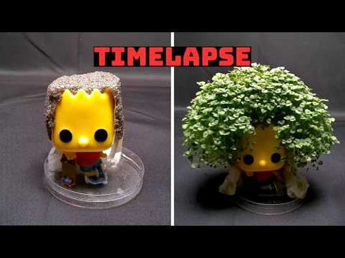 Growing Chia Seeds on Bart Simpson - 23 Days Time Lapse