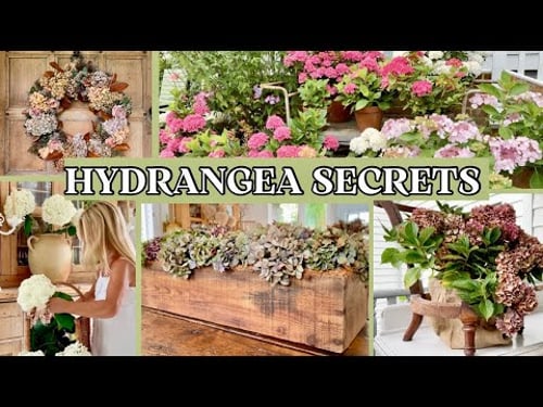 The Ultimate Guide to Growing & Styling Hydrangeas for Home Decor