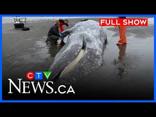 Researchers see surge in grey whale deaths | CTV News Vancouver Island | April 22, 2026