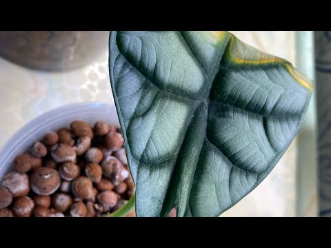 How to Avoid Losing a Plant in Hydroponics 😨#69