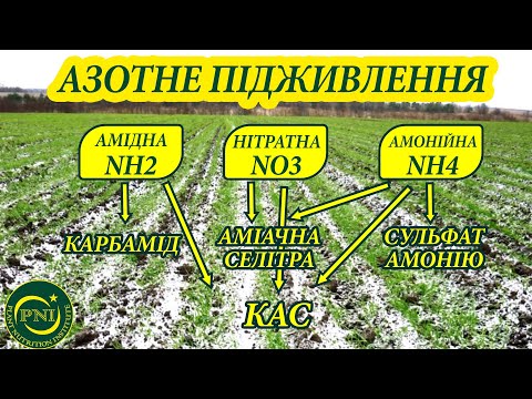 Весняне підживлення озимих азотом 2022: ВИБІР ДОБРИВ (карбамід, селітра, КАС, сульфат амонію)