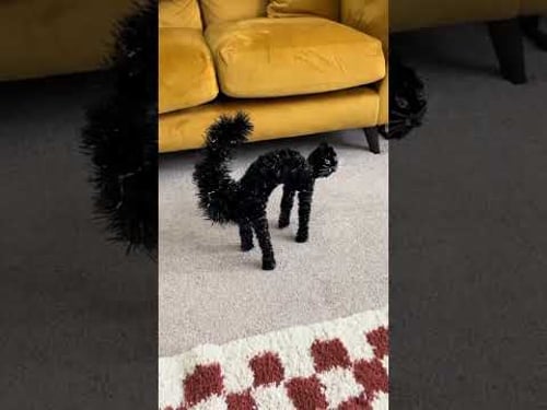 These Cats are Funny #funniestanimals #funny #funniestcats #pets #catlovers #cute #catshorts