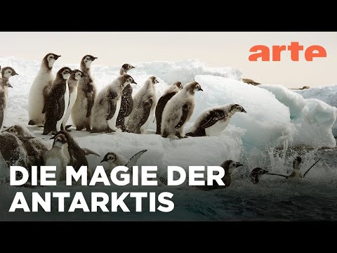 Antarktis - Die Reise der Pinguine | Reupload | ARTE Family