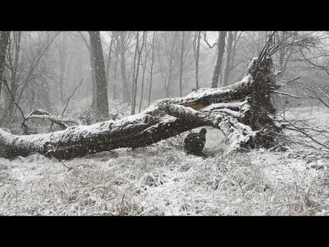 Trapped in Snowstorm – Alone in the Wild Forest | Will I Survive? | Bushcraft Winter Survival