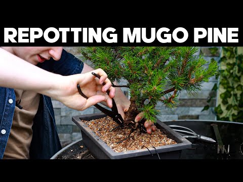 How To Repot A Mugo Pine Bonsai 🌲Collab w/@Gro Bonsai