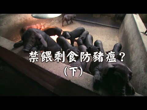 【非洲豬瘟】禁餵剩食防豬瘟?《下》|對養豬產業的衝擊 (我們的島 1124集 2021-09-27)