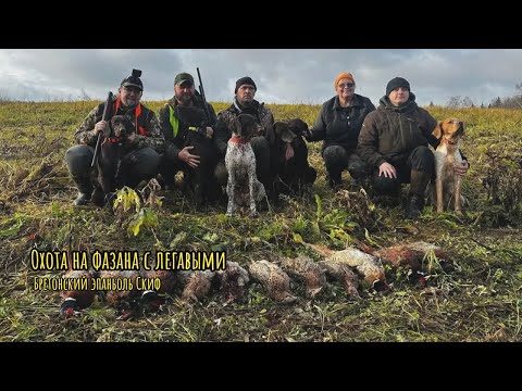 Охота на фазана с легавыми. Бретонский эпаньоль Скиф