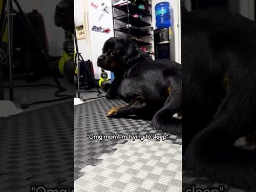 "Don't Rile The Dog Up." Me: