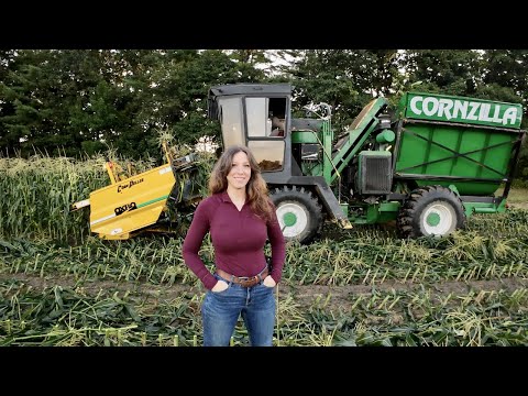 Early Morning Sweet Corn Harvest in Maine