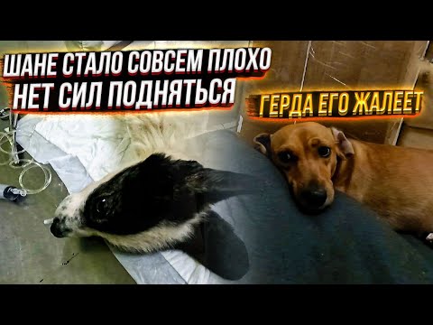 Шане стало совсем плохо😣 Он уже не может вставать, 5 день не ест, Перевели на аппарат.