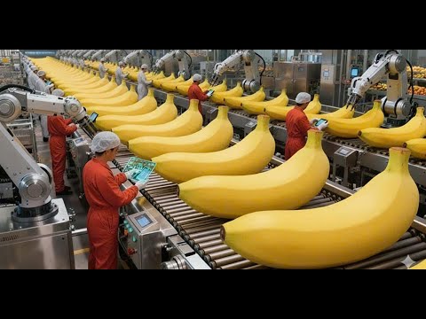 Inside a Modern Banana Factory: Complete Process of Producing High-Quality Dried Banana Snacks