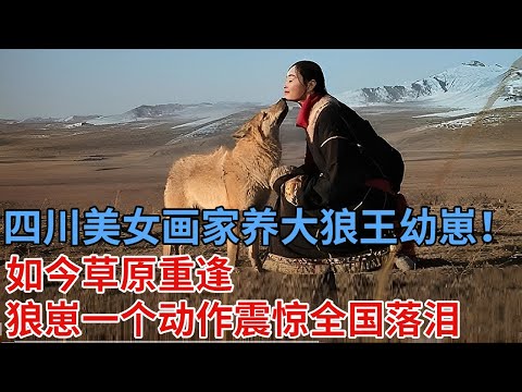 四川美女画家养大狼王幼崽!红腰带狼崽保留7年,如今草原重逢,狼崽一个动作,看哭千万网友 #李微漪 #格林 #重返狼群