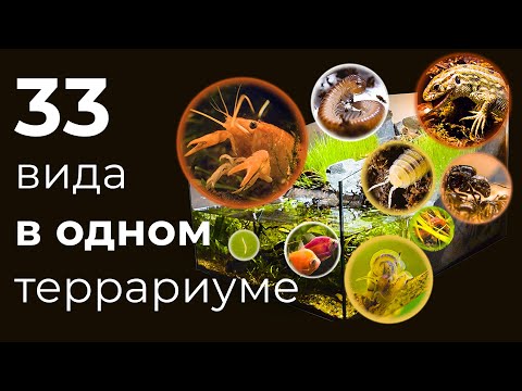 ОГРОМНЫЙ ТЕРРАРИУМ ПОЛГОДА СПУСТЯ, КУЧА НОВЫХ ОБИТАТЕЛЕЙ!
