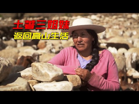 高原土著三姊妹,放棄城裡生活,返回高山繼承母親的土地和家產