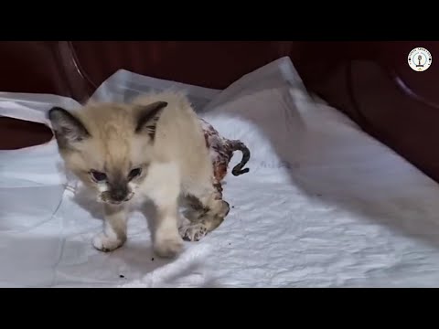 No one noticed his suffering, until vet cried and revealed the truth