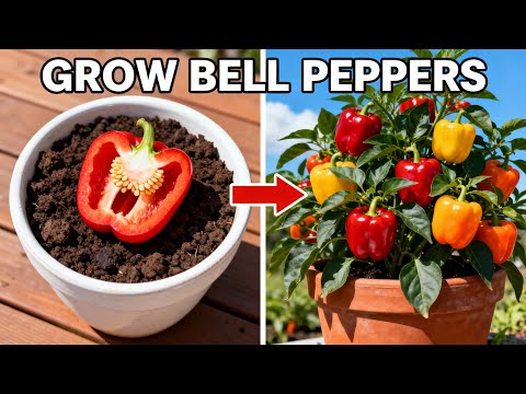 Possibly The Easiest Way To Grow Bell Peppers