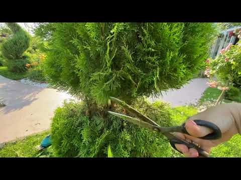 Формировка хвойных своими руками💁🏻♀️