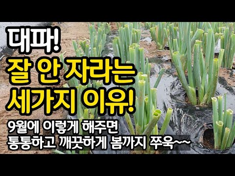 Three reasons why leeks don't grow well - If you do this in September, you'll have plump, clean l...