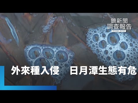 外來種入侵日月潭 生態威脅漁民頭痛|鏡新聞調查報告 #鏡新聞