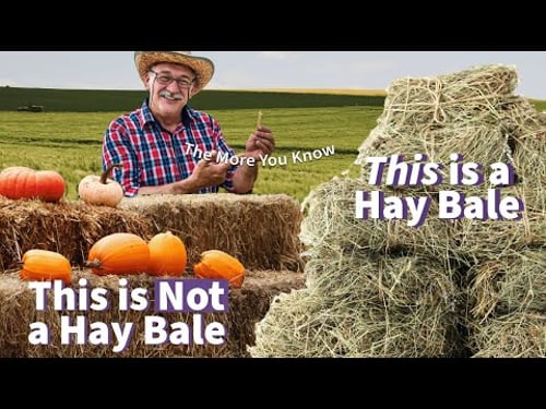 The Difference Between Hay and Straw 🤓 👝