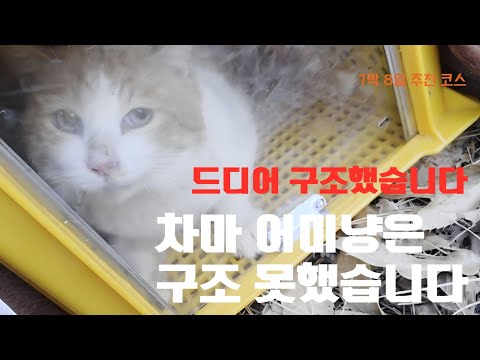 유기된후 건강을 회복해서 산냥이를 공격하는 냥이를 구조했지만 차마 중성화어미냥은 구조할수가 없었습니다